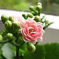 Die Kalanchoe ist eine pflegeleichte Zimmerpflanze, die auch den Winter über blüht. Bild: Tinix/ pixabay.com