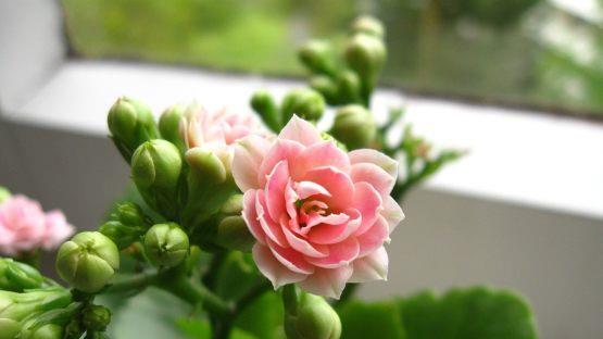 Die Kalanchoe ist eine pflegeleichte Zimmerpflanze, die auch den Winter über blüht. Bild: Tinix/ pixabay.com