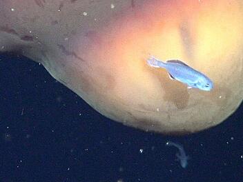 Forscher filmen riesige Qualle in argentinischer Tiefsee