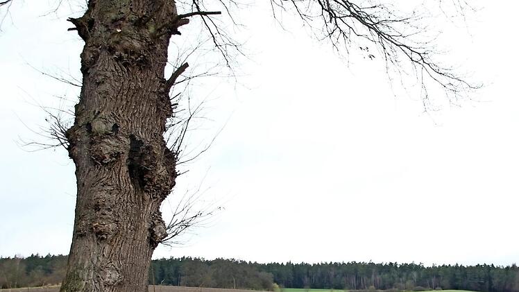 Am Waldrand soll die Anlage wenig störend für das Landschaftsbild werden - sofern sie genehmigt wird.