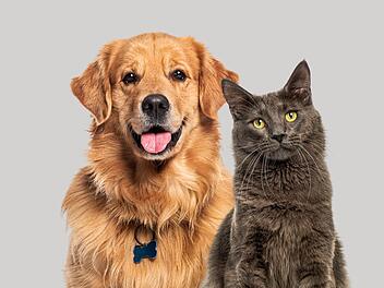 Hunde und Katzen helfen uns und machen uns glücklich. Doch wann wird ihre Zucht zur Tierquälerei?