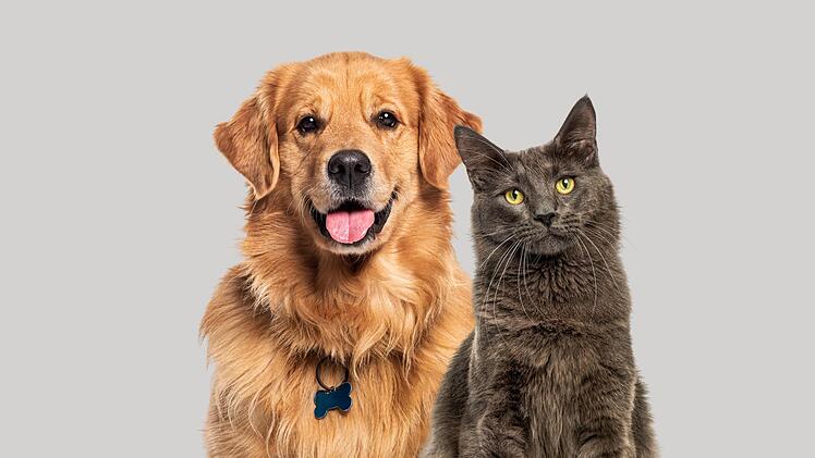 Hunde und Katzen helfen uns und machen uns glücklich. Doch wann wird ihre Zucht zur Tierquälerei?