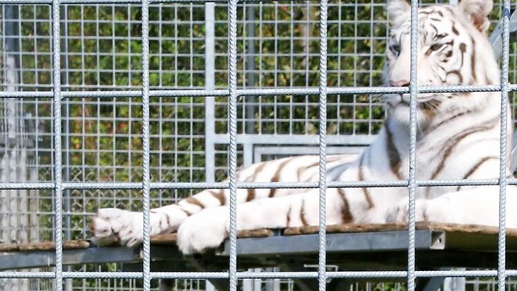 Seltene Raubtierkatzen, wie diese weißen Tiger, waren beim Circus Krone zu bestaunen.