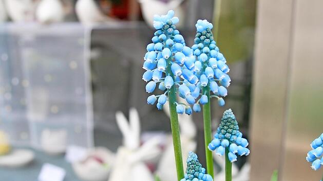 Gr&uuml;nen und Bl&uuml;hen: In Bad Br&uuml;ckenau ist Markt und "Tag der Ausbildung".   Foto: Anja Vorndran