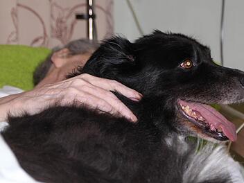 Trost für einen Todkranken: Der Border Collie "Cico" des Heimleiters ist oft im Wohnbereich unterwegs. Foto: Ulrike Müller