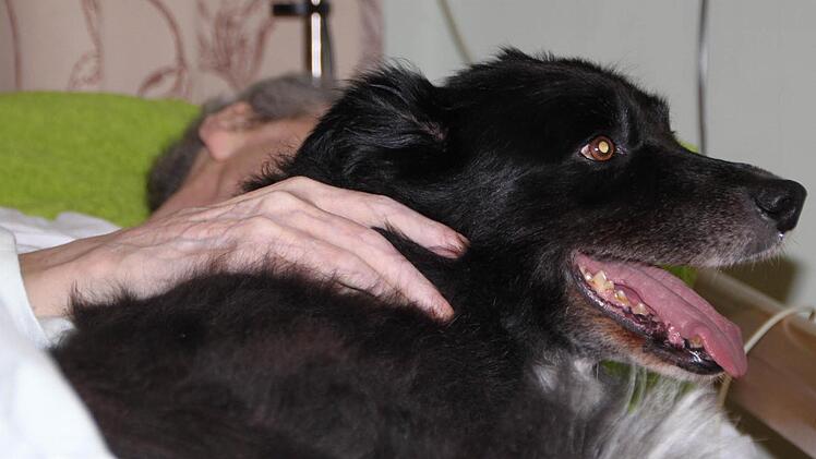 Trost für einen Todkranken: Der Border Collie "Cico" des Heimleiters ist oft im Wohnbereich unterwegs. Foto: Ulrike Müller