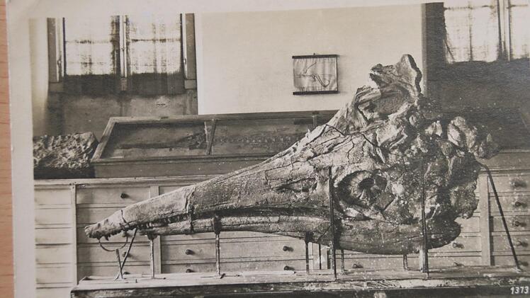 Eine alte Ansichtskarte von Ichthyosaurus in BanzSammlung  Puschmann