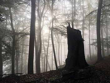 Wohl dem, der das Gefühl der Geborgenheit empfinden kann, das der Wald zu geben vermag. Foto: dpa