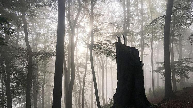 Wohl dem, der das Gefühl der Geborgenheit empfinden kann, das der Wald zu geben vermag. Foto: dpa
