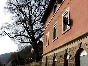 Diese schöne Linde soll nach Vorgabe des Staatlichen Bauamts Bayreuth  gefällt werden, da ihr Wurzelwerk die Mauer zur Straße hin drückt.