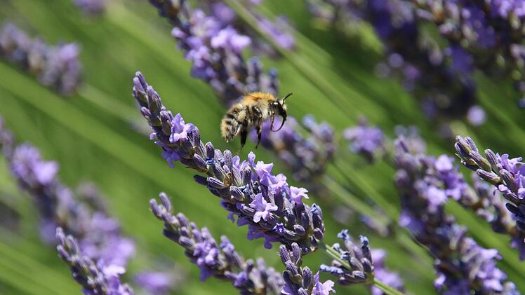 Impressionen aus der Kleingartenanlage Katzbachtal. Foto: Jürgen Gärtner