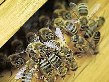 Bienen an einem Bienenstock  Foto: Fredrik von Erichsen/dpa/Archiv