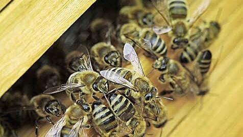 Bienen an einem Bienenstock  Foto: Fredrik von Erichsen/dpa/Archiv