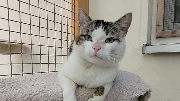 Tierheim Kulmbach nimmt "völlig ausgehungerten" Kater Anton auf - dringender Appell
