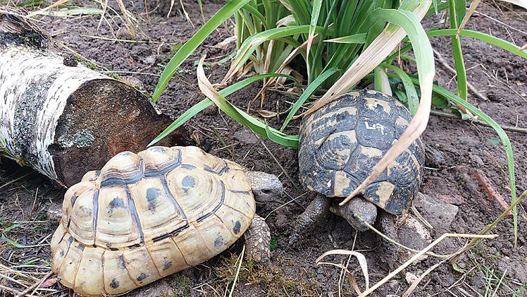 Kreis Würzburg: Herpesvirus bei ausgesetzten Landschildkröten - neues Zuhause gesucht
