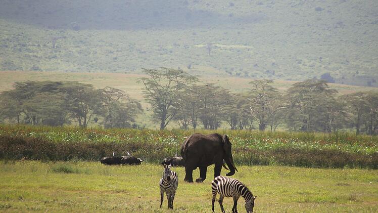 Auf dem Programm standen viele Schul- und Gemeindebesuche. Eine kleine Auszeit gönnten sich die Teilnehmer bei einer Safari in den Ngorongoro-Krater, wo sie u.a. Elefanten, Löwen, Flusspferde und Büffel vor die Linse bekamen. Foto: Bettina Knauth