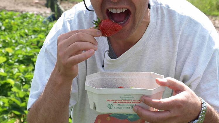 Dass Erdbeeren schmecken sieht man - Hermann Bayer voll in Action.