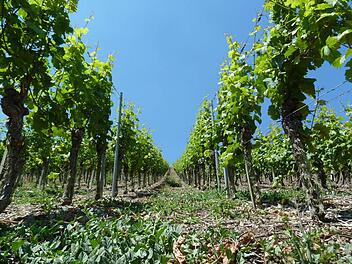 Weinberg bei Escherndorf (Landkreis Kitzingen) - eine Steillage mit rund 60 Prozent Steigung Foto: Matthias Litzlfelder