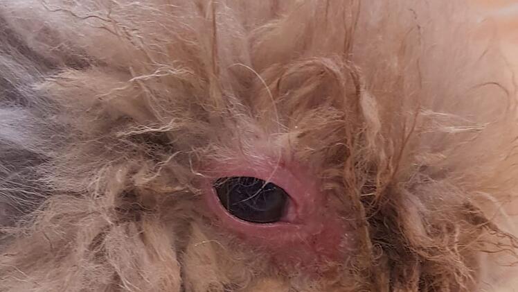 Tierheim Bayreuth: Kleine "Motte" völlig verwahrlost aufgefunden - "nicht einmal bewegen"