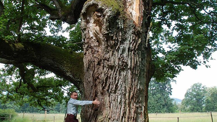Alexander Ulmer zeigt eine mächtige Eiche bei Hohenstein.