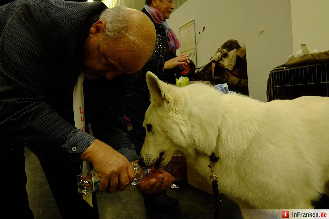 43. Internationale Rassehundeausstellung (Cacib) in Nürnberg