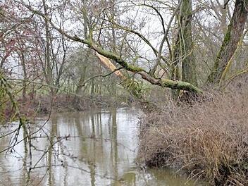 Büsche, die in die Aisch hineinwachsen, wie hier bei Mailach und Sterpersdorf, sind durchaus gewollt.
