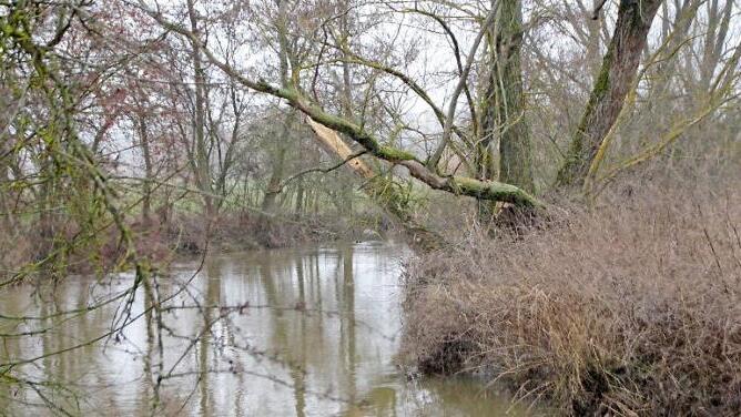 Büsche, die in die Aisch hineinwachsen, wie hier bei Mailach und Sterpersdorf, sind durchaus gewollt.
