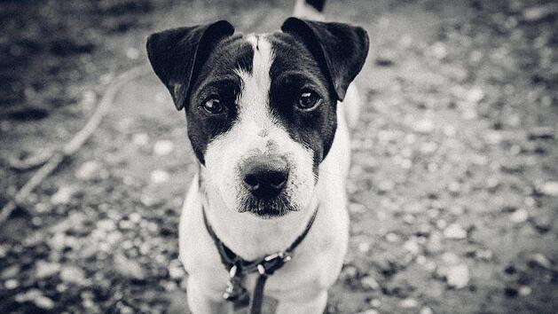 Eine Filiale der  Drogeriekette "dm" hat mit einem Aushang f&uuml;r Aufsehen bei Hundehaltern gesorgt. Der Zettel wendet sich mit einer Bitte an alle Kunden, die ihren Hund dabei haben. Symbolbild: pixabay.com / StockSnap