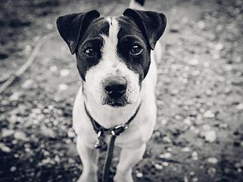 Eine Filiale der  Drogeriekette "dm" hat mit einem Aushang f&uuml;r Aufsehen bei Hundehaltern gesorgt. Der Zettel wendet sich mit einer Bitte an alle Kunden, die ihren Hund dabei haben. Symbolbild: pixabay.com / StockSnap