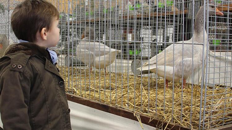 Jan bestaunt diese Gänse.