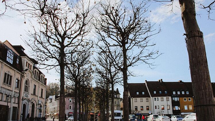 Die Platanen, die den  Eku-Platz säumen,  hatten immerhin einen guten Start: Der Untergrund wurde vorbereitet, die ausführende Firma kümmert sich um das Wohlergehen, bevor sich die für städtisches Grün zuständige Abteilung  weiter darum kümmert.