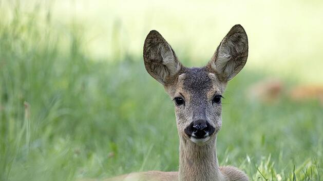 Tierspuren-Sonderausstellung im Kreis Bamberg: "Wer war das?"