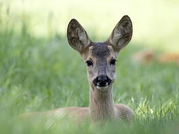 Tierspuren-Sonderausstellung im Kreis Bamberg: "Wer war das?"