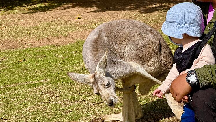 20. Todestag von &laquo;Crocodile Hunter&raquo; Steve Irwin