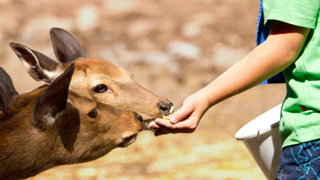 In der Freizeitanlage B&auml;chlesgrund gibt es neben einem Wasserspielplatz auch Wildtiere.