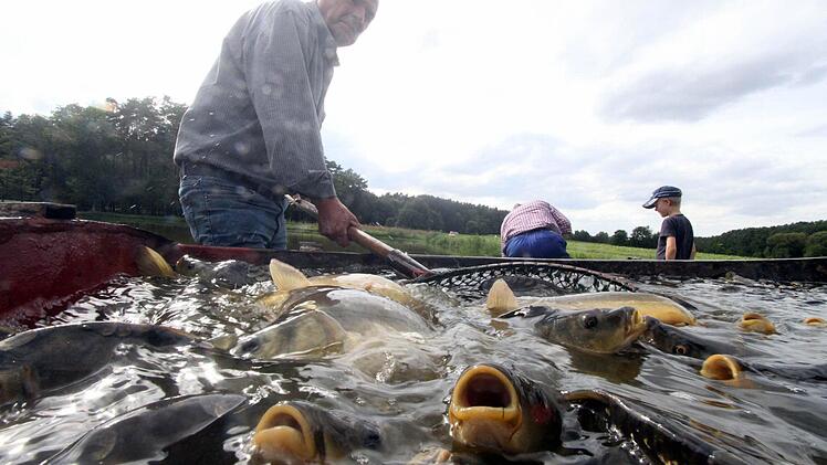 Karpfengewirr nach dem Abfischen Foto: Michael Busch