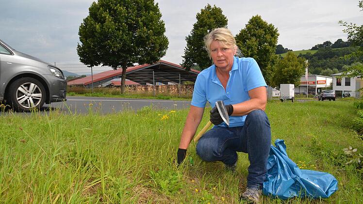 Brigitte Krieglstein durchkämmt in Zahlbach Straßenböschungen und Grünflächen in der Nähe ihrer Weiden, um das giftige Jakobs-Kreuzkraut per Hand zu bekämpfen. Hier ist sie im Gewerbegebiet Zahlbach fündig geworden, in der Kurve oberhalb der Disco. Foto: Kathrin Kupka-Hahn