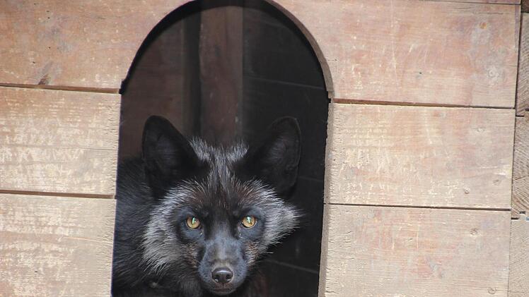 Einen scharfen Blick hat Silberfuchs Gipsy.
