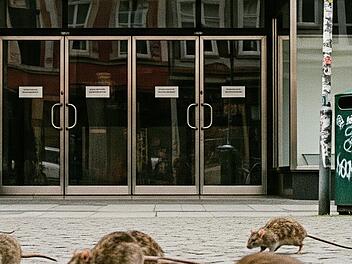 Rattenplage in Kulmbach: Woolworth schon seit über zehn Wochen dicht