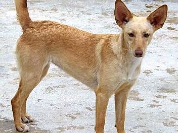 Sensibel und anschmiegsam: "Vicky" Foto: privat