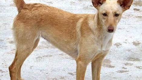 Sensibel und anschmiegsam: "Vicky" Foto: privat