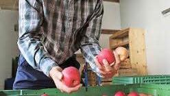 Georg Beutner prüft die Qualität der geernteten Äpfel. Foto: he, Archiv