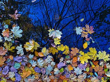 Laub im Herbst: Pflichten, Bu&szlig;gelder und wichtige Tipps f&uuml;r Eigent&uuml;mer