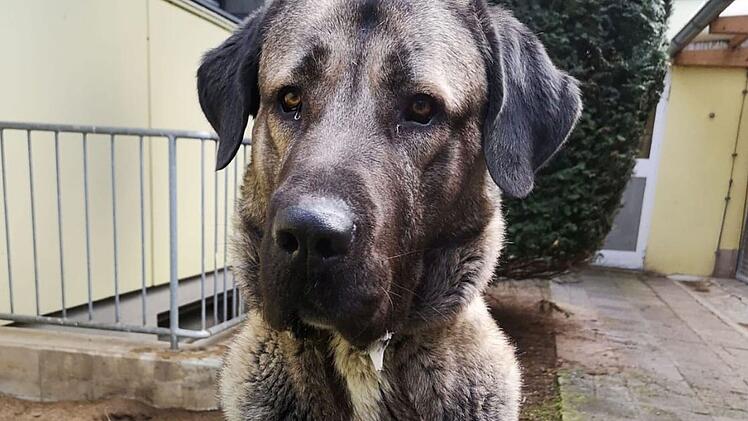 Tierheim Nürnberg: Hund Bozo schon lange im Tierheim - Warum möchte ihn niemand?