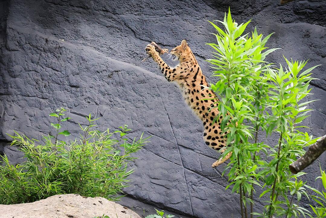 Servale beim Jagdtraining in Hagenbecks Tierpark