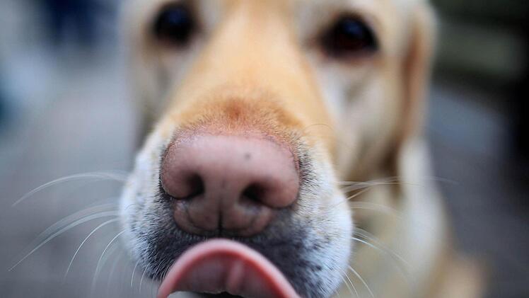 Die 31 Hunde, die die Bundespolizei befreite, waren zum Teil dehydriert und verstört. Sie sind auf drei Tierheime aufgeteilt. Foto: dpa