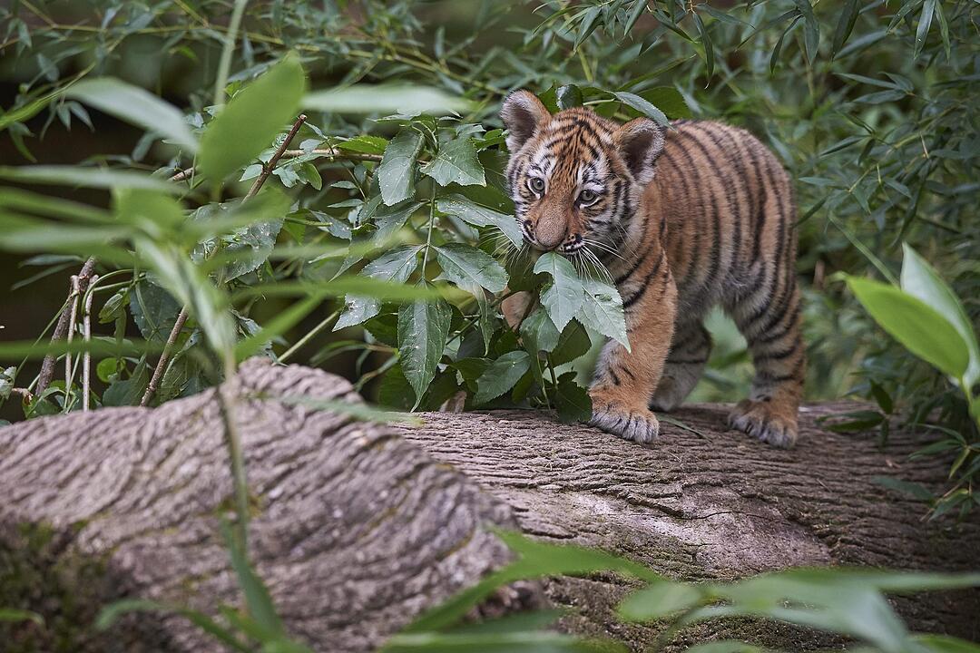 Kleine Tiger im Außengehege des Tiergartens Nürnberg