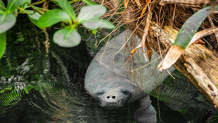 Tiergarten Nürnberg: Temperatursenkungen in Tierhäusern - so begegnet der Zoo der Energiekrise