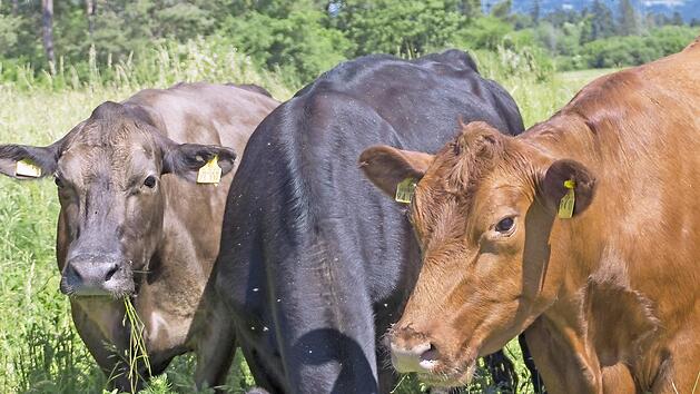 Die Rinder- und Ziegenweiden sind am 26. September das Ziel.