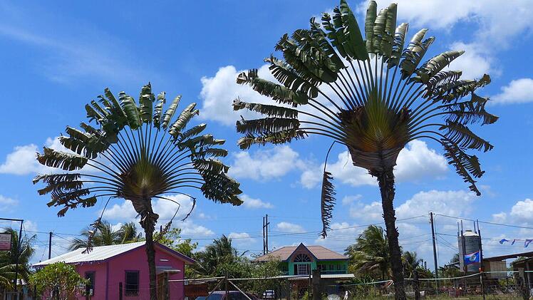 Postkartenmotiv. Solche dekorativen Fächerpalmen findet man beispielsweise in Belize.